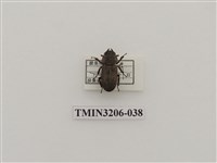 藏品(鏽鍬形蟲)的圖片